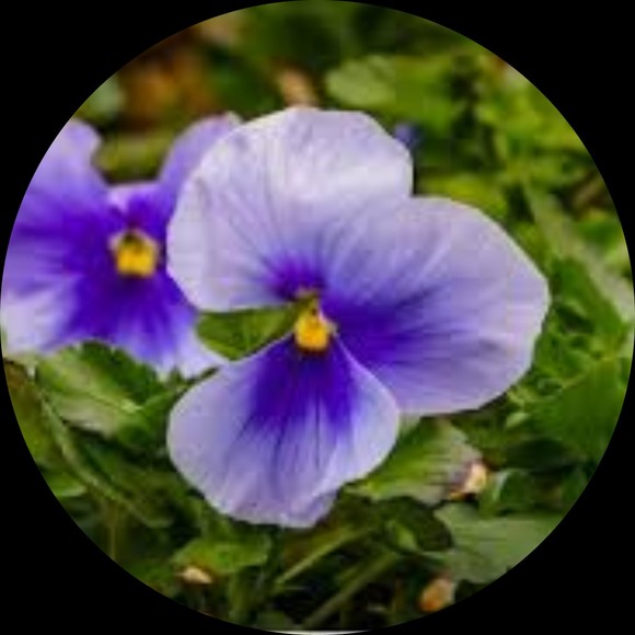 violetladyab